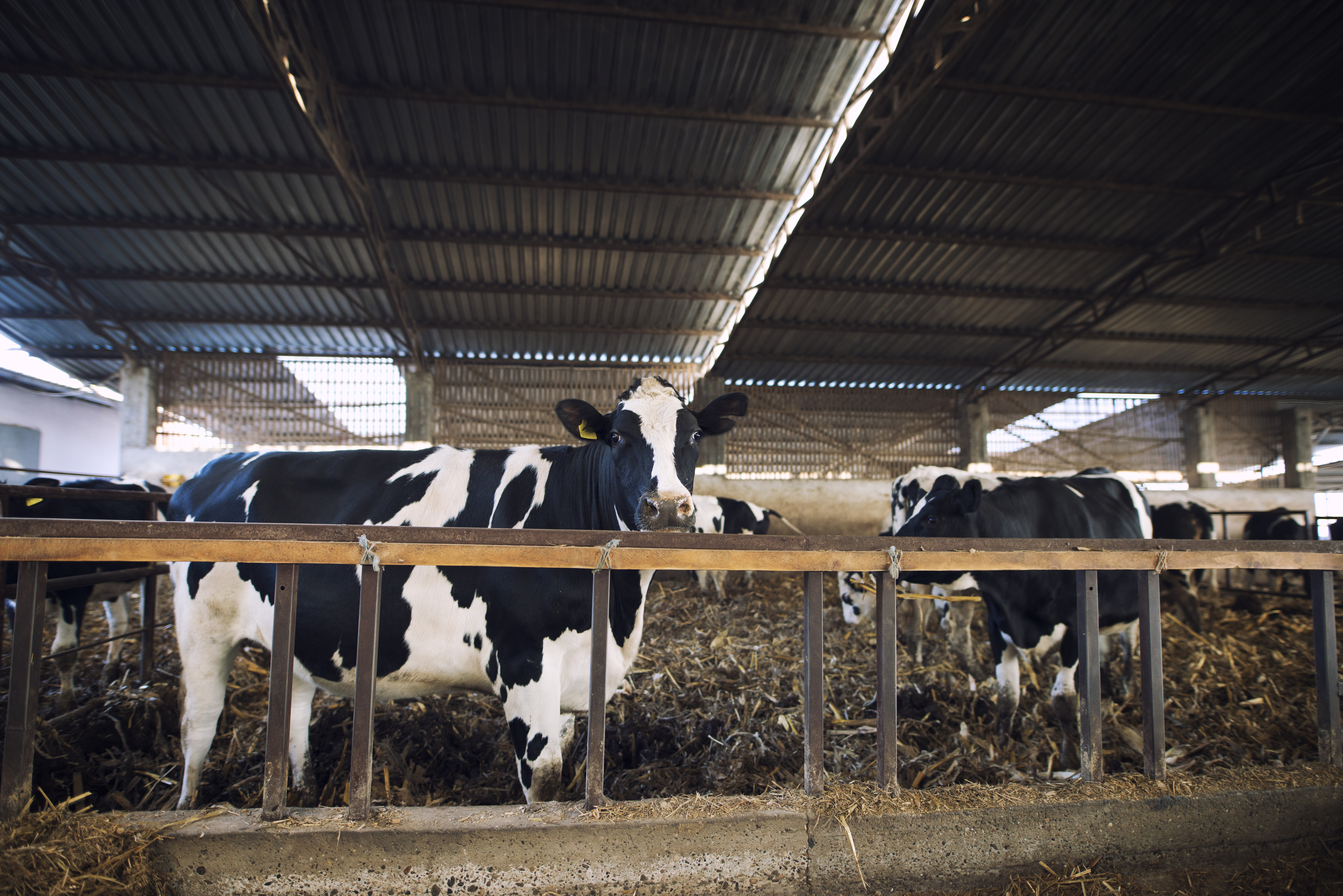 Dairy Farming